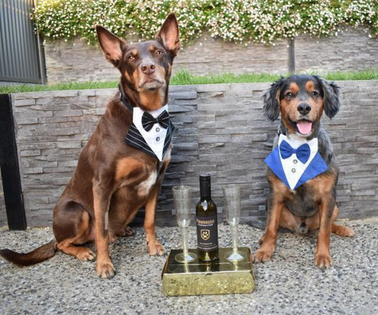 Wedding day pet attire: Cute, comfy and camera-ready