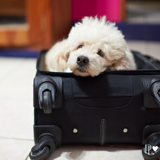 Pet Care Essentials For The Wedding Day