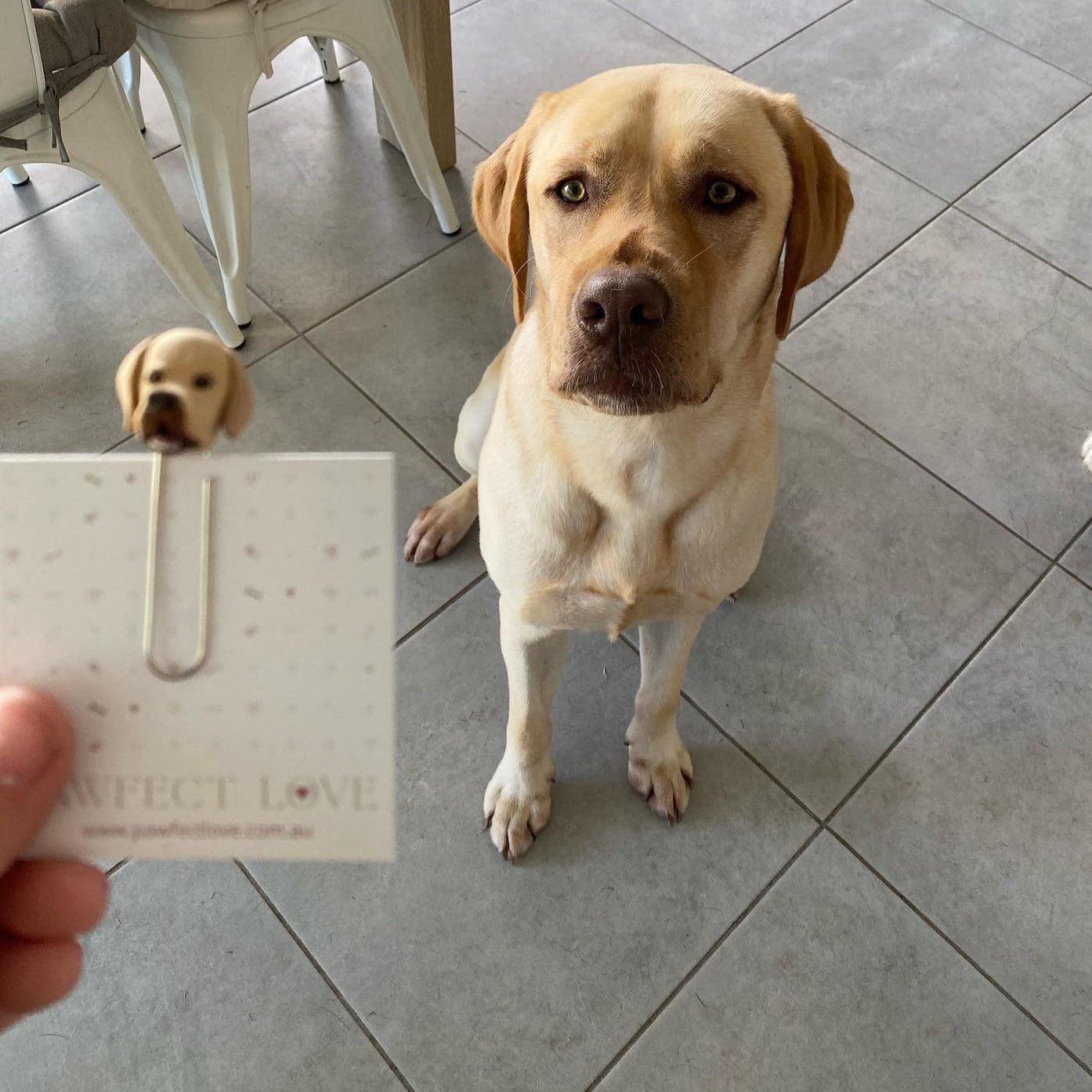 Handmade custom pet face page keeper showing a yellow labrador's face, in front of the actual dog.