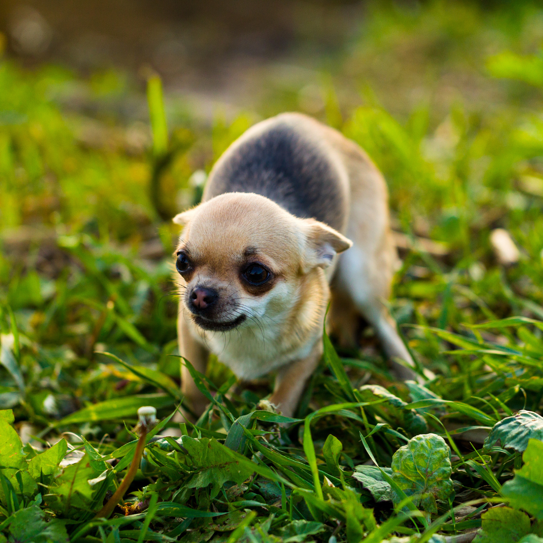 How to know if your pet is too anxious to attend your wedding
