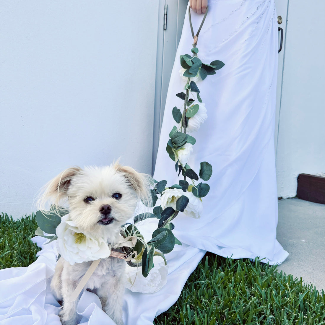 The ultimate pet wedding checklist: Everything you need to plan a pawfect day