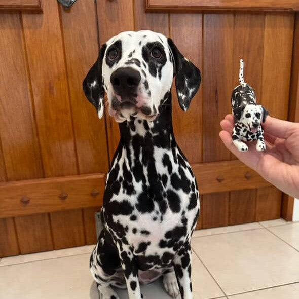 Dalmatian dog looking at a small handmade Dalmatian cake topper held by a hand in front of wooden cabinets.