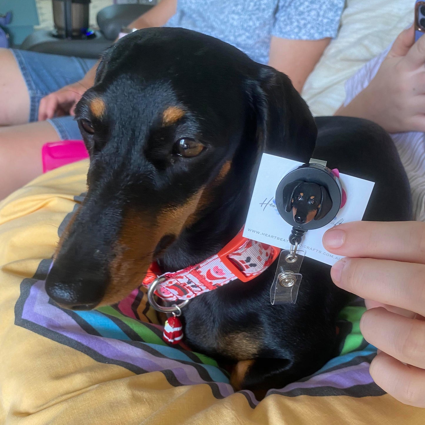 Handmade custom pet face badge reel showing a dachshund face in front of the actual dog..